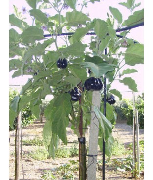 SOLANUM TORVUM 10 SEMI PIANTA DELLA MELANZANA semi strani 