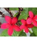TALEA NON RADICATA DI POMELIA PRUMERIA varieta' cardinal rosso cm 80