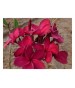 TALEA NON RADICATA DI POMELIA PRUMERIA varieta' panittas red rosso cm 80