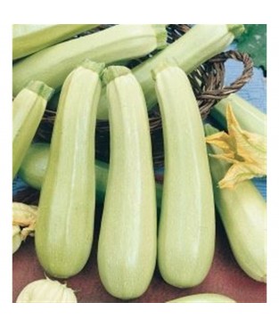 ZUCCA ZUCCHINO BIANCO DI SICILIA DA FRIGGERE BUSTA SEMI