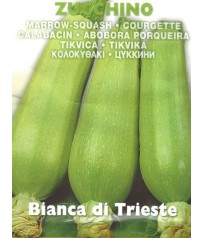 ZUCCA ZUCCHINO BIANCO DI TRIESTE 