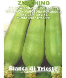 ZUCCA ZUCCHINO BIANCO DI TRIESTE 