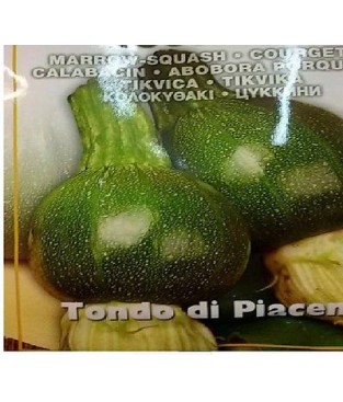 ZUCCA ZUCCHINO TONDO  DI PIACENZA