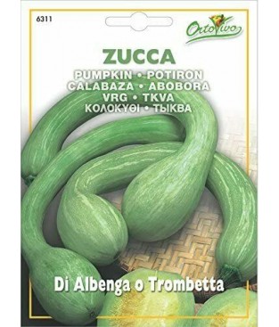 ZUCCA ZUCCHINO TROMBETTA D'ALBENGA 