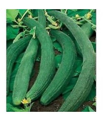 busta semi cetriolo  tortarello barese cocombre cucumber