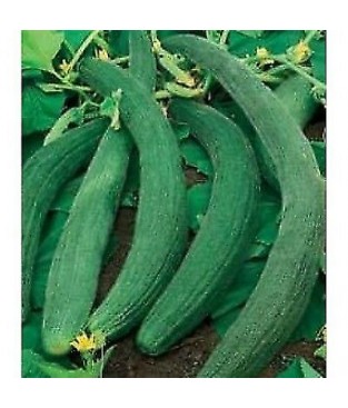 busta semi cetriolo  tortarello barese cocombre cucumber