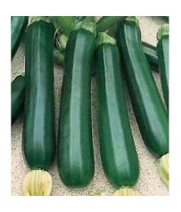 busta semi di zucchino   nano verde di milano ( genovese )