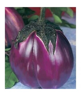 busta semi melanzana violetta di firenze