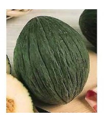 busta semi  mellone verde tendrel tardivo