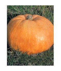 busta semi zucca quintale g3,5 semi strani seeds