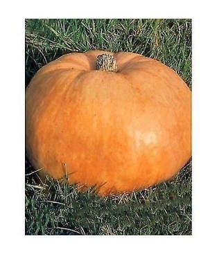 busta semi zucca quintale g3,5 semi strani seeds