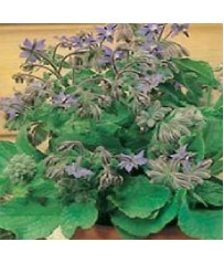 buste semi borraggine erba aromatica